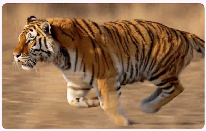 interpolación de cuadros